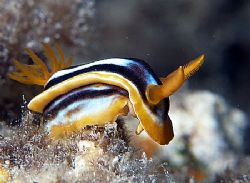 Nudi taken at Sharksbay with E300, by Nikki Van Veelen 